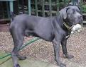 Cane CORSO Mastiff Information and Pictures, Cane CORSO Mastiff