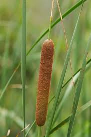 Attēlu rezultāti vaicājumam “Typha angustifolia”