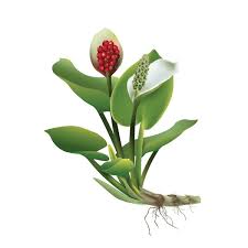 Attēlu rezultāti vaicājumam “Calla palustris leaf”