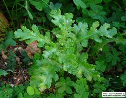 Attēlu rezultāti vaicājumam “Senecio vulgaris leaf”