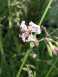 Attēlu rezultāti vaicājumam “Silene nutans flower”