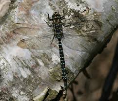Attēlu rezultāti vaicājumam “Aeshna juncea male”