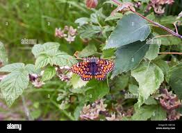 Attēlu rezultāti vaicājumam “Euphydryas maturna pupa”