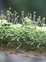 Attēlu rezultāti vaicājumam “Chaenotheca furfuracea”