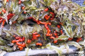 Attēlu rezultāti vaicājumam “Willkommlangea reticulata”