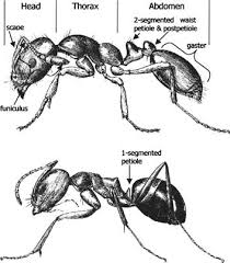Attēlu rezultāti vaicājumam “Formicidae”