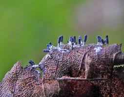 Attēlu rezultāti vaicājumam “Diachea muscorum macro”