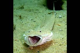 Image result for Platycephalus speculator