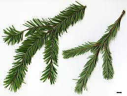 Attēlu rezultāti vaicājumam “Pseudotsuga menziesii var. glauca”