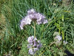 Attēlu rezultāti vaicājumam “Phacelia tanacetifolia”