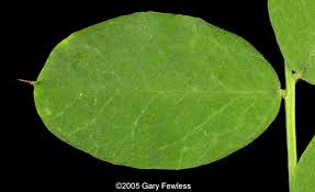 Attēlu rezultāti vaicājumam “Caragana arborescens leaf”