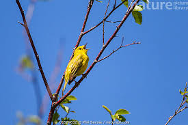 Image result for Dendroica petechia