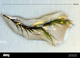 Attēlu rezultāti vaicājumam “Distichium capillaceum”