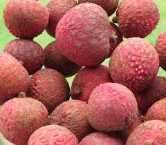 Image result for Litchi chinensis