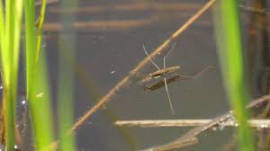 Attēlu rezultāti vaicājumam “Gerridae”