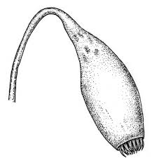 Attēlu rezultāti vaicājumam “Bryum amblyodon”