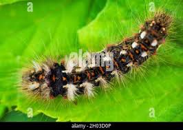 Attēlu rezultāti vaicājumam “Acronicta rumicis imago”