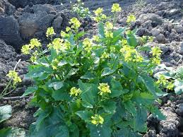 Attēlu rezultāti vaicājumam “Sinapis arvensis”