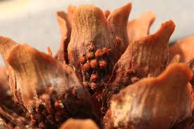 Attēlu rezultāti vaicājumam “Pucciniastrum areolatum”