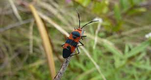 Attēlu rezultāti vaicājumam “Lygaeidae”