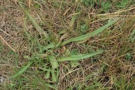 Attēlu rezultāti vaicājumam “Scorzonera humilis bud”
