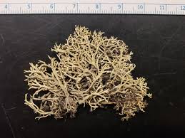 Attēlu rezultāti vaicājumam “Cladonia parasitica”