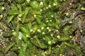 Attēlu rezultāti vaicājumam “Odontoschisma denudatum cells”