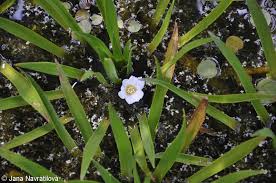 Attēlu rezultāti vaicājumam “Stratiotes aloides flower”