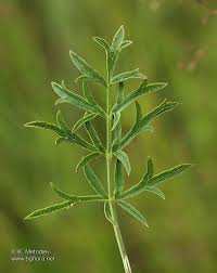 Attēlu rezultāti vaicājumam “Pimpinella saxifraga leaf”