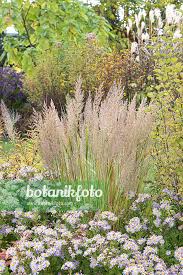 Attēlu rezultāti vaicājumam “Calamagrostis arundinacea”
