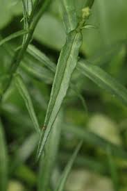 Attēlu rezultāti vaicājumam “Campanula persicifolia leaf”