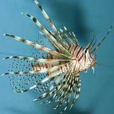 Image result for Pterois volitans