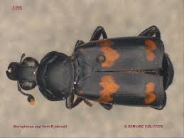 Attēlu rezultāti vaicājumam “Nicrophorus investigator imago”