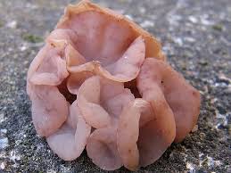 Attēlu rezultāti vaicājumam “Neobulgaria pura”