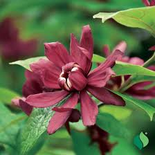 Attēlu rezultāti vaicājumam “Calycanthus floridus”