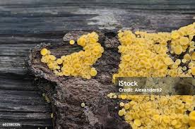 Attēlu rezultāti vaicājumam “Bisporella citrina”