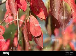 Attēlu rezultāti vaicājumam “Euonymus europaeus leaf”