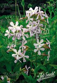 Attēlu rezultāti vaicājumam “Saponaria officinalis flower”