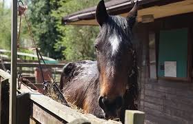 Image result for Carman Stables