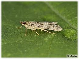 Attēlu rezultāti vaicājumam “Eudonia lacustrata”