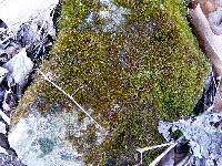 Attēlu rezultāti vaicājumam “Hygroamblystegium humile”