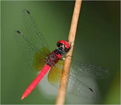 Attēlu rezultāti vaicājumam “Licea pygmaea”