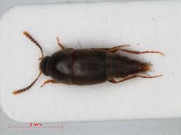 Attēlu rezultāti vaicājumam “Sepedophilus sp.”