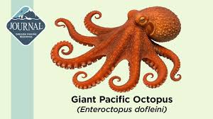 Image result for Enteroctopus dofleini