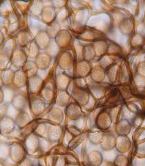 Attēlu rezultāti vaicājumam “Comatricha elegans stalked”