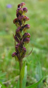 Attēlu rezultāti vaicājumam “Coeloglossum viride flower”