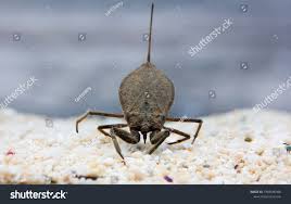 Attēlu rezultāti vaicājumam “Nepa cinerea”