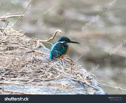 Attēlu rezultāti vaicājumam “Alcedo atthis nest”