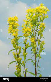 Image result for Solidago virgaurea