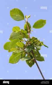 Attēlu rezultāti vaicājumam “Frangula alnus leaf”